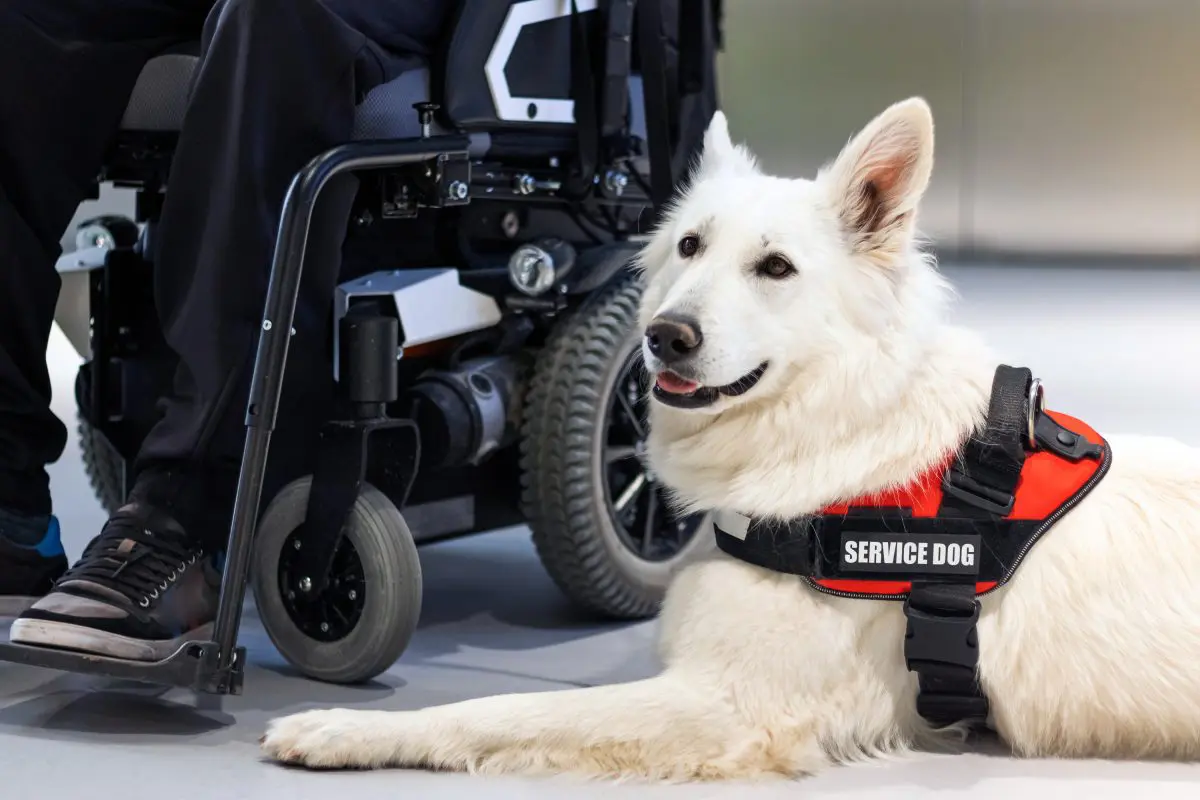 Colorado House Bill 26-1045 and Assistance Animals in Municipal Housing