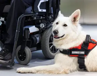 Service dog and disabled person
