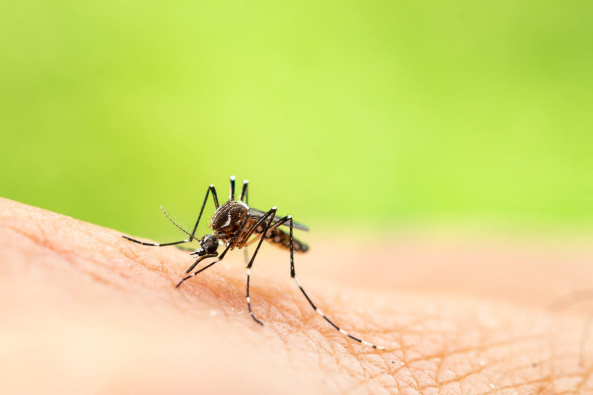 Mosquito-Borne Diseases