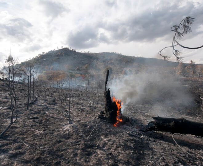 Aftermath of a forest fire in Spain.